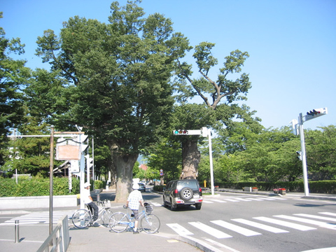 松本城北側並木道