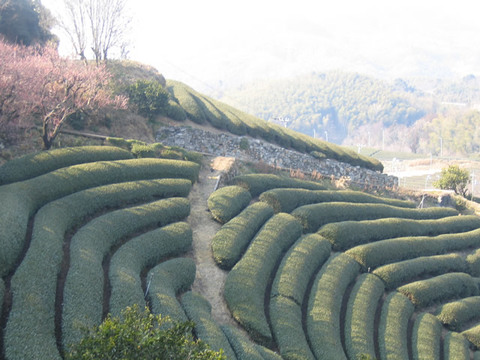 高瀬町の茶畑