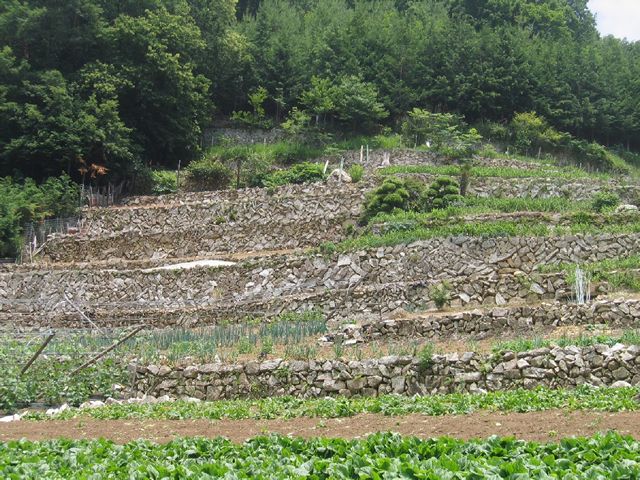 石垣の段々畑（芦川村）
