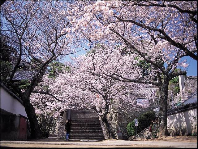 西國寺の桜のトンネル