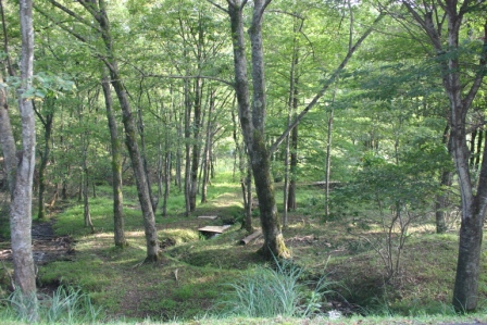 旧朽木の森