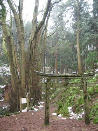 井戸神社の桂
