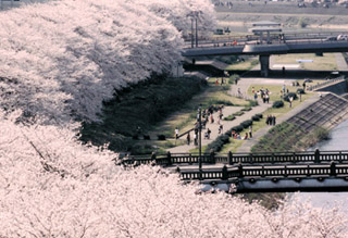 福井市の誇り…桜のトンネル