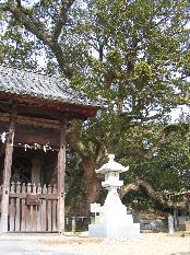富田神社の大楠