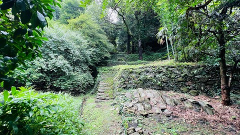 上田家住宅の裏山