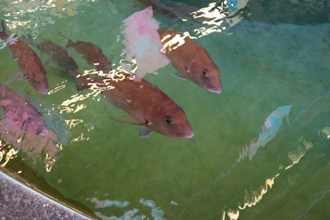 いけすで泳ぐ魚